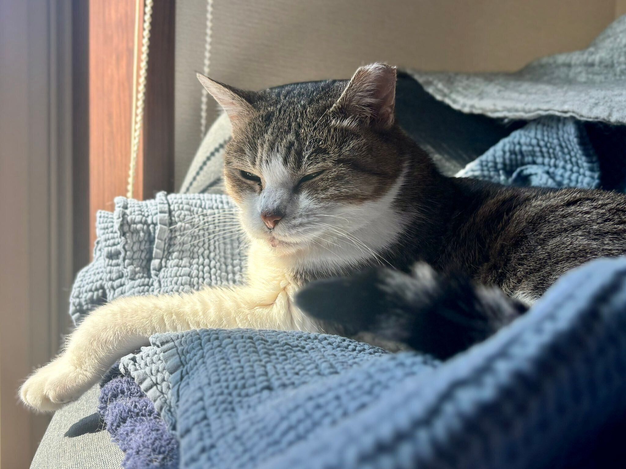 ひなたで目を細めるぽぬちゃん