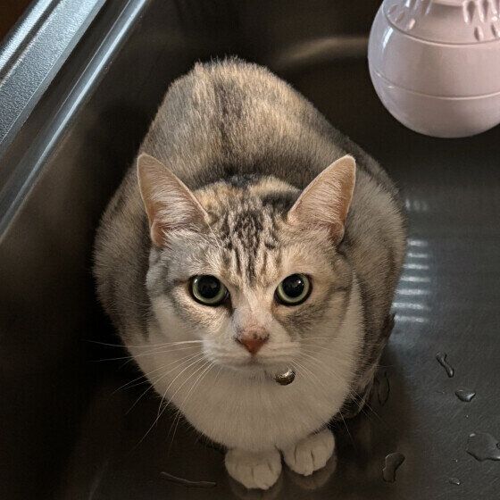 サバトラのココちゃん