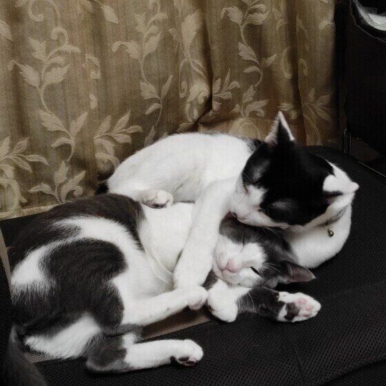 くっつく猫（MIX、オス）