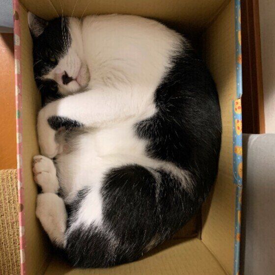 段ボールに入っている真夏ちゃん
