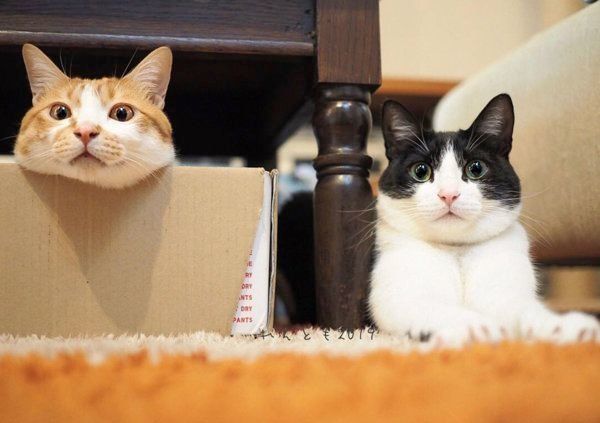 元保護猫だったレオンくんと武蔵くん