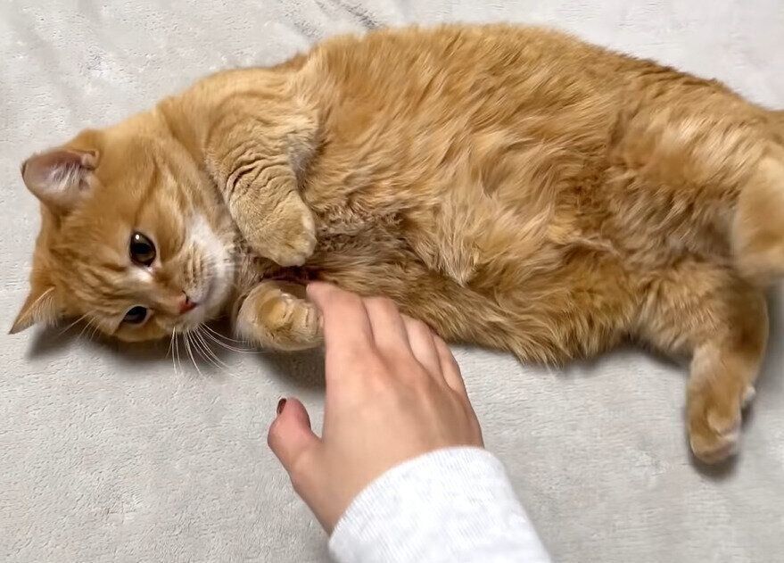 泳ぐように堪能するプリンちゃん