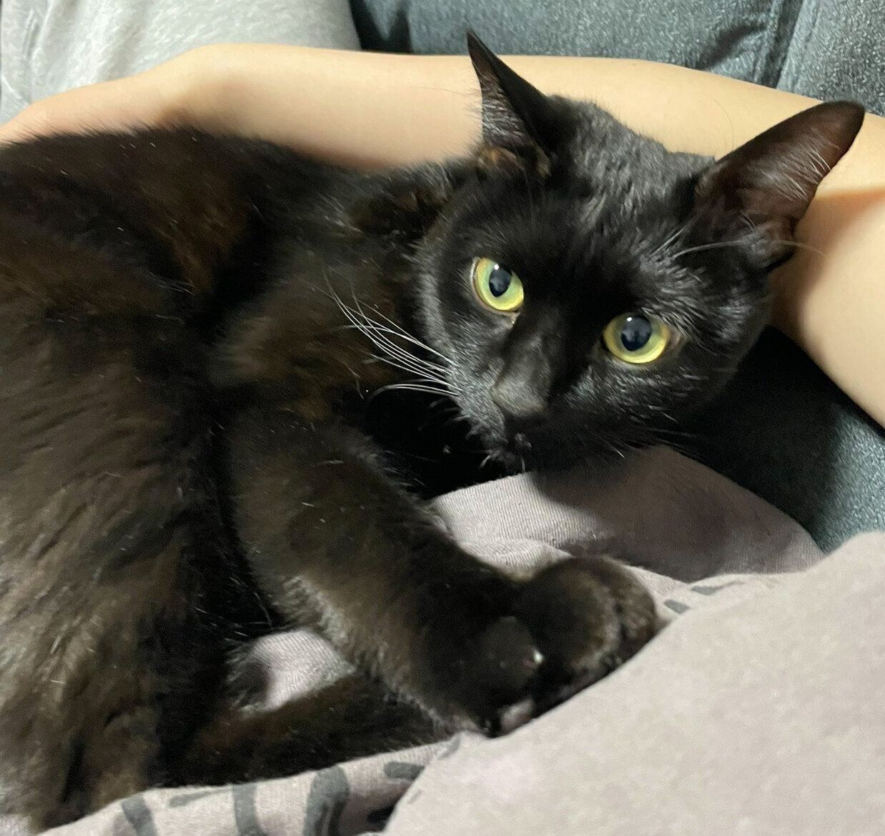 飼い主さんにくっつくよもぎくん