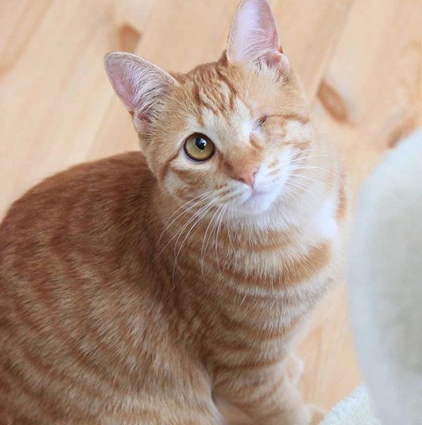 元保護猫・みちるちゃん