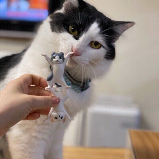 黒白MIXのクウくん