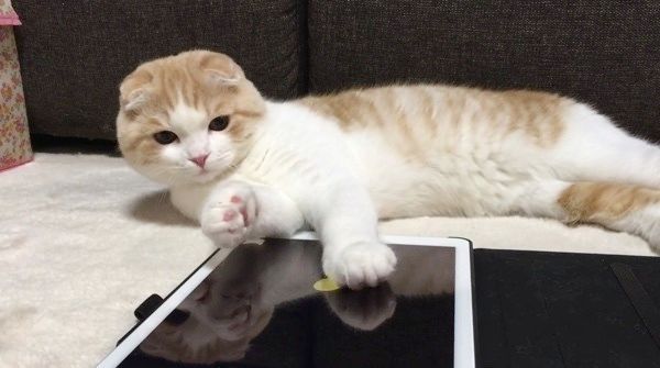 遊ぶスコティッシュフォールド