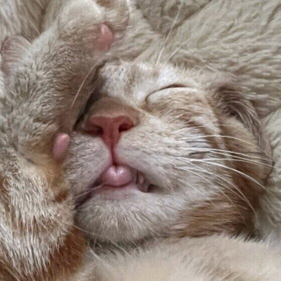 マンチカンのチロルちゃん