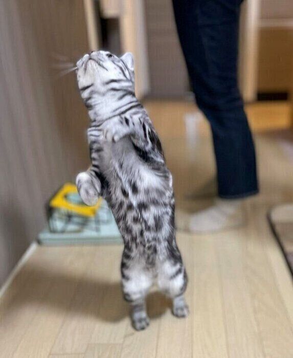 起立するテトちゃん