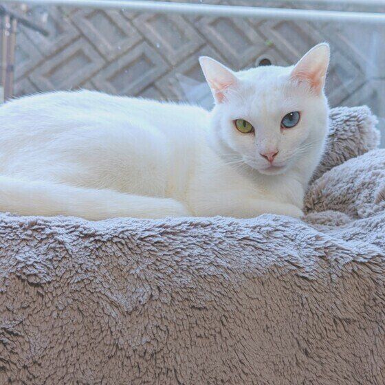 白猫の雪月ちゃん