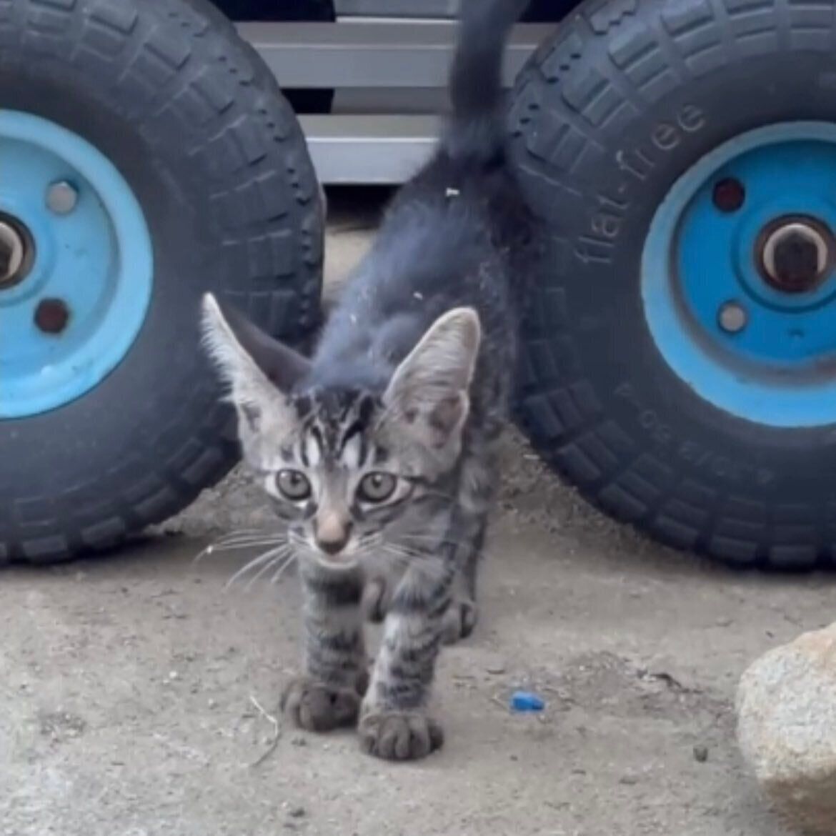 保護される前の猫