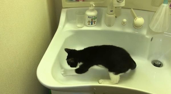 洗面台を掘る猫