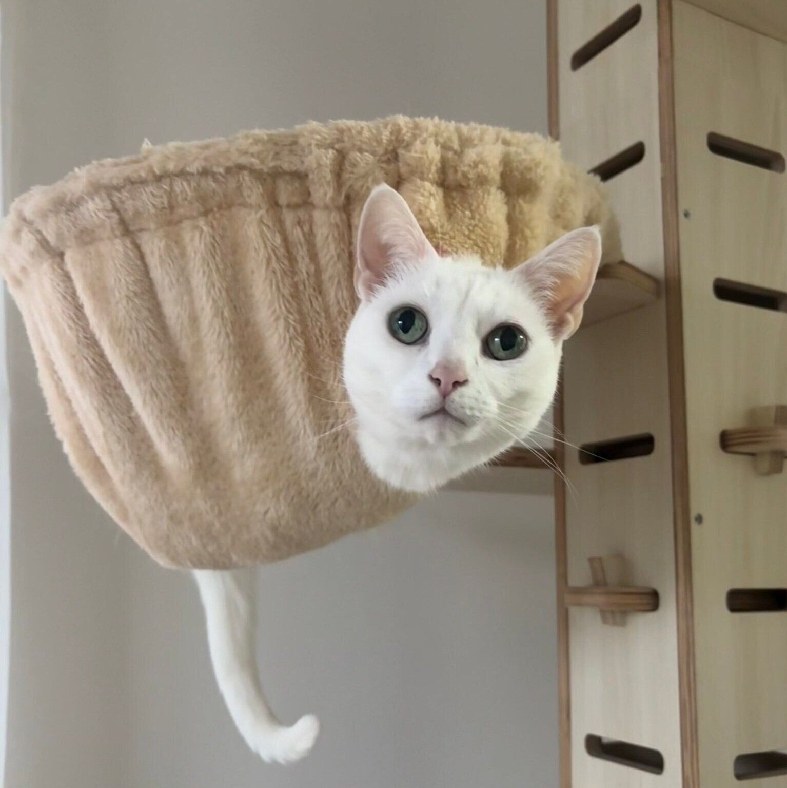 ハンモックからしっぽと顔を出すうにくん