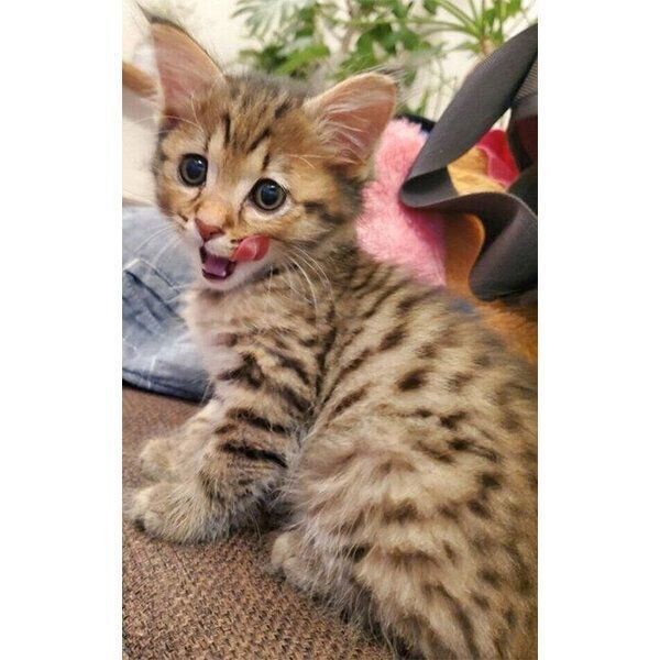 舌をペロッと出すみきちくん