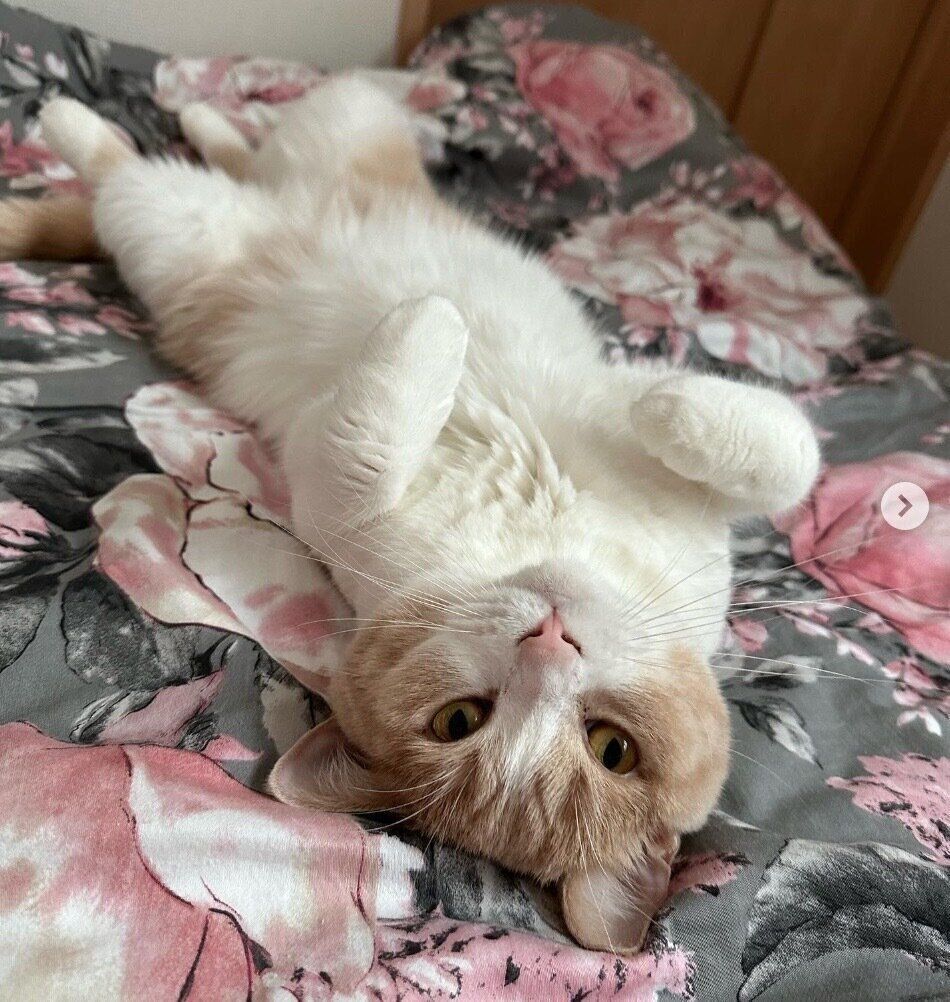 ヘソ天するちょみーちゃん