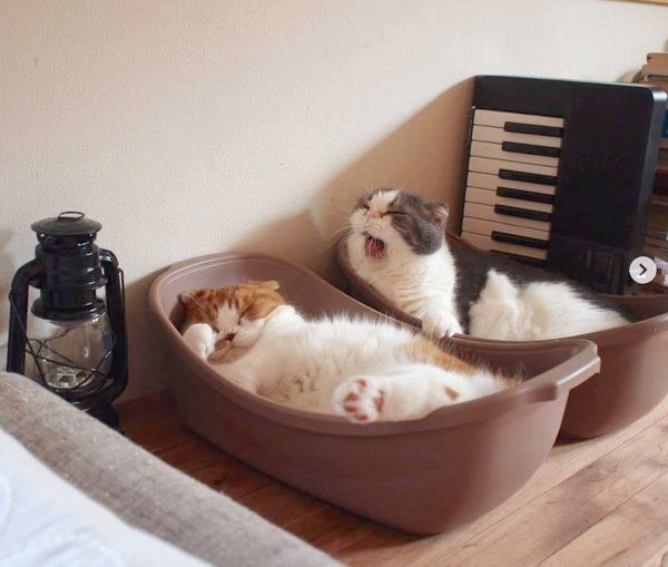 仲良く寝るスコティッシュフォールド