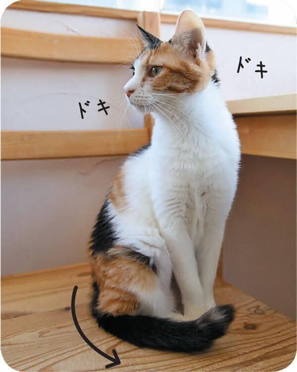 しっぽを巻き込む猫
