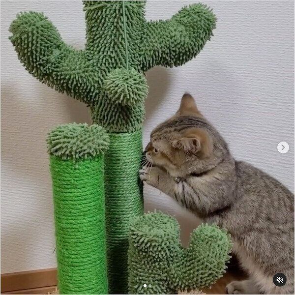 猫の爪とぎ器