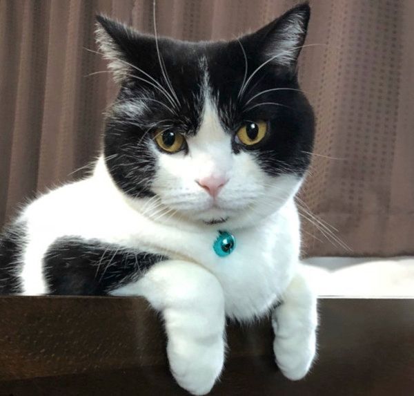 脱出を試みる猫