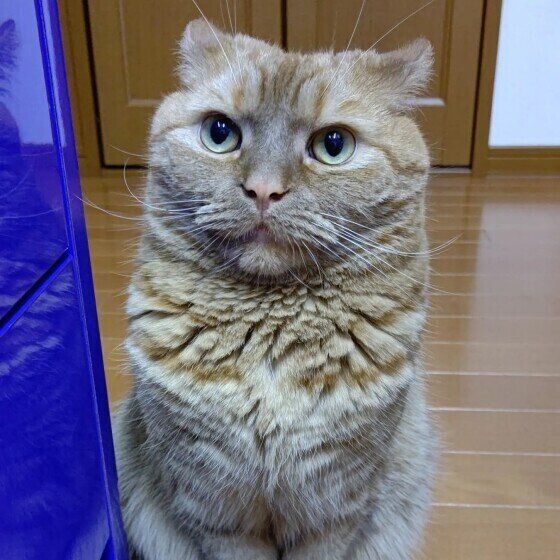 耳を伏せる龍太くん（アメリカンショートヘア）