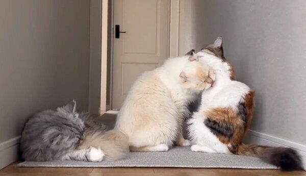 グルーミングし合う猫たち