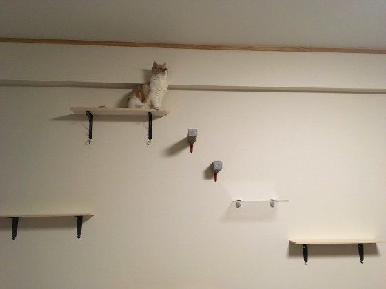 壁に作られた遊び場と猫