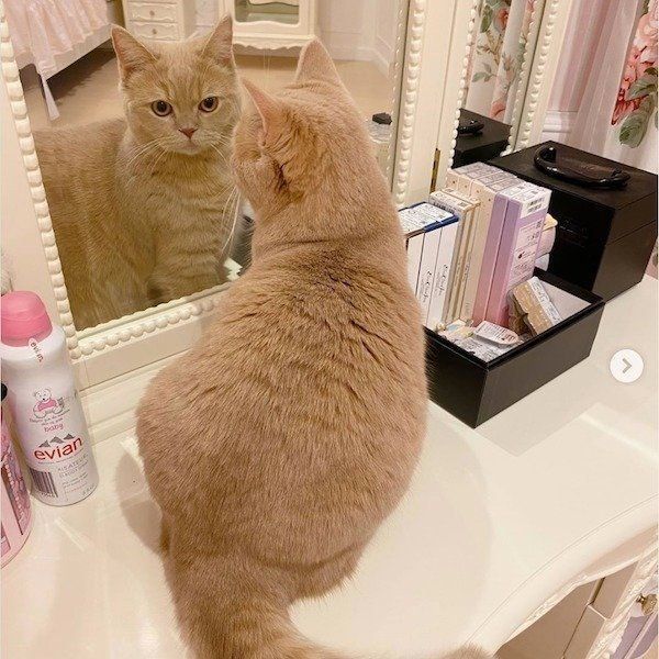 鏡を見つめるここちゃん