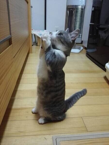 ごはんをねだるマンチカン