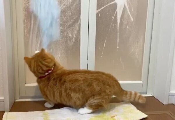 お風呂掃除の様子が気になる、ちくわくん