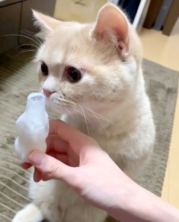 「パピコ」が気になるむぎくん