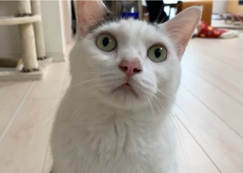 おやつを待つ猫