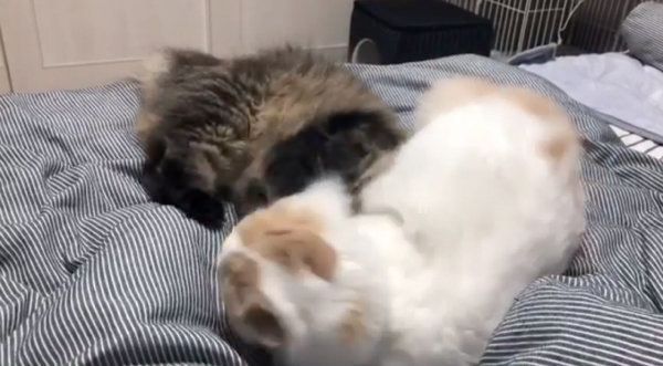 プロレスをするラガマフィンとスコティッシュフォールド