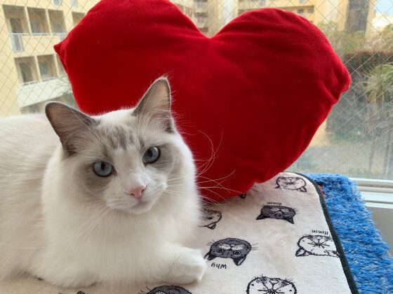 見つめるラグドール