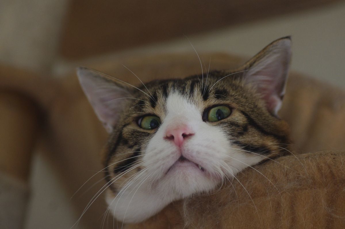 ジナくん（オス・１才）画像／「ねこのきもち」読者提供