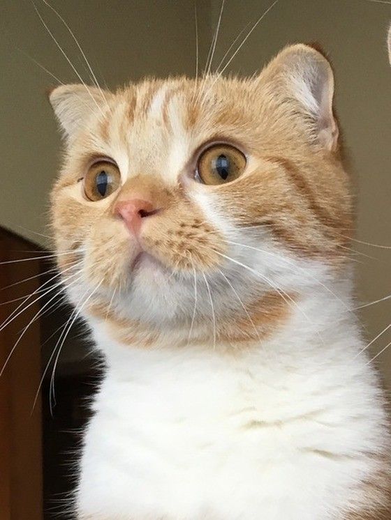 カラスの大きさにビックリ