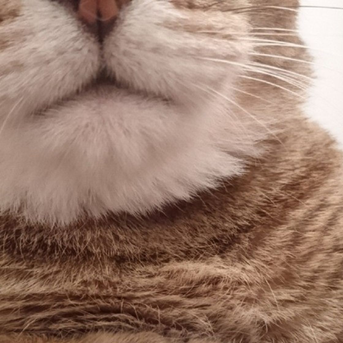 もふもふがたまらニャい 思わず顔を埋めたくなる猫画像集めました ねこのきもちweb Magazine もふもふがたまらニャい 思わず顔を埋めたくなる猫画像集めました ねこのきもちweb Magazine