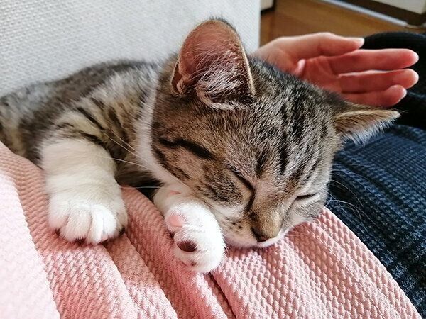 飼い主さんのお腹の上で寝ちゃうもかちゃん