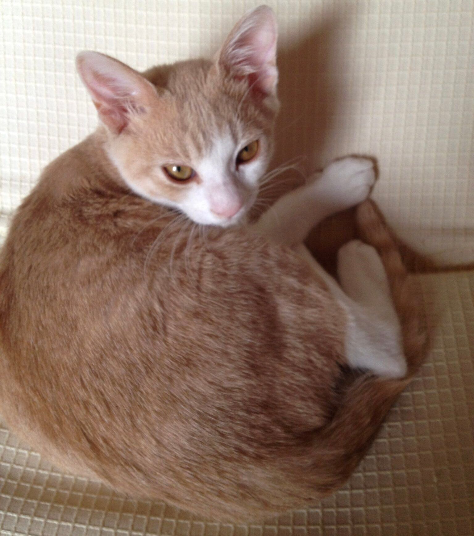 保護して間もないころのおっちいくん。