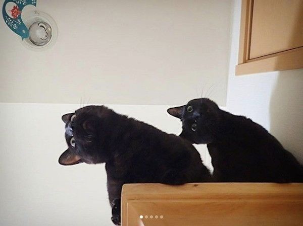 シンクロニャンズ