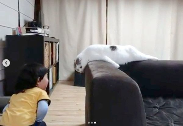 ソファの背もたれでだれるスコティッシュフォールド