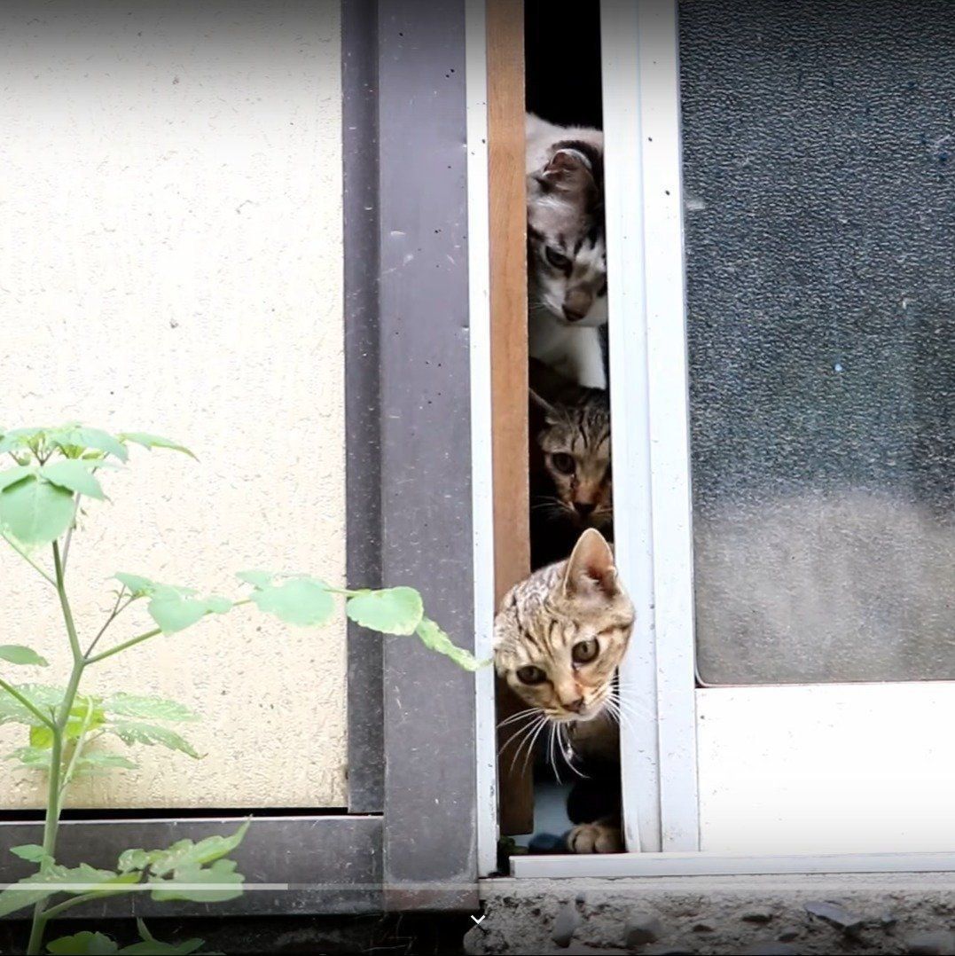 なんとか出ようとがんばる猫たち