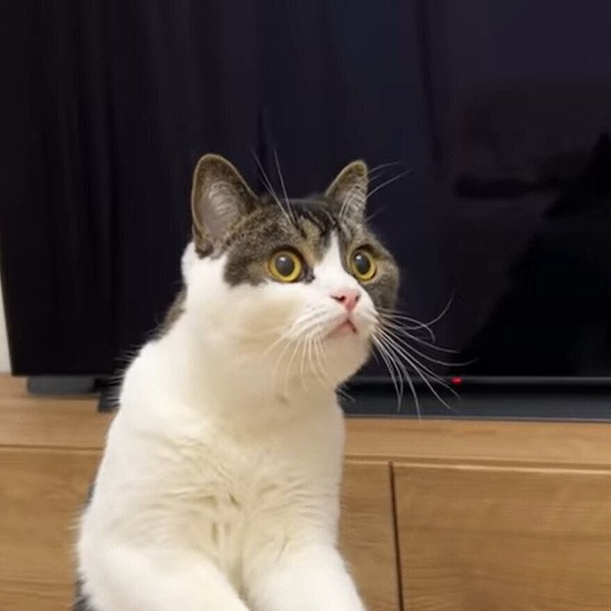 侵入者を発見したうま次郎ちゃん