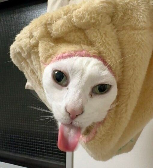 ハンモックの穴から顔を出し、舌を出す現在のうにくん