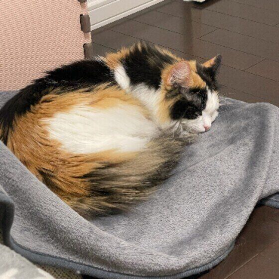 ミケのみぃちゃん