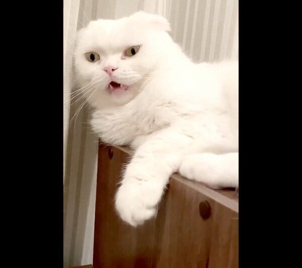 静かにキレるむくちゃん