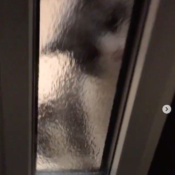 ワンコをお迎えするブリティッシュショートヘア