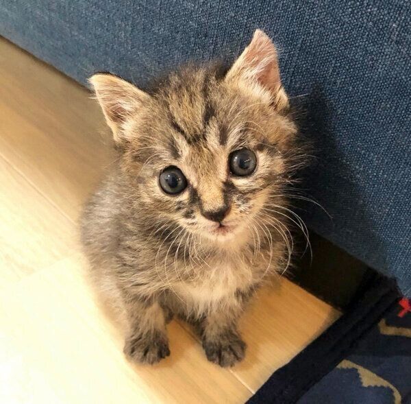 見つめるみぃちゃん