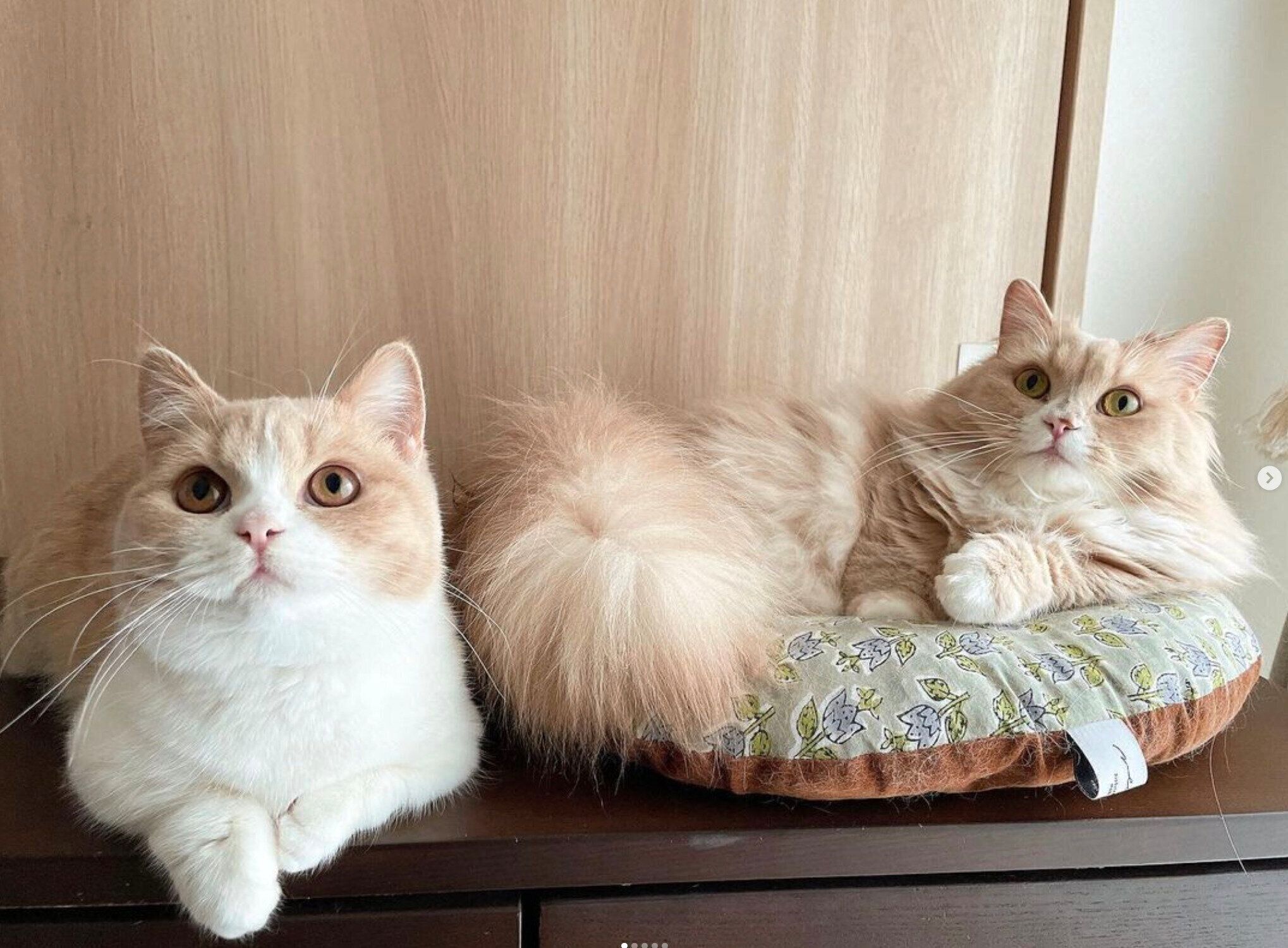 見つめるぽんずちゃんとみりんちゃん