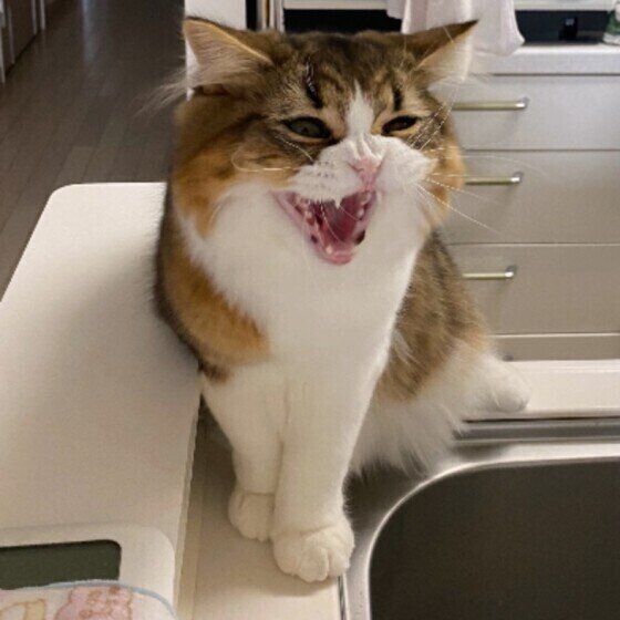 怒る猫（スコティッシュフォールド・ロングヘア、オス）