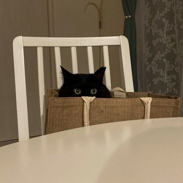 バッグの中に入って「ドキドキ感」を味わうもんちゃん