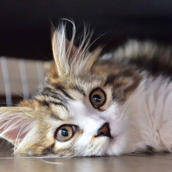 見つめるスコティッシュフォールド・ロングヘア